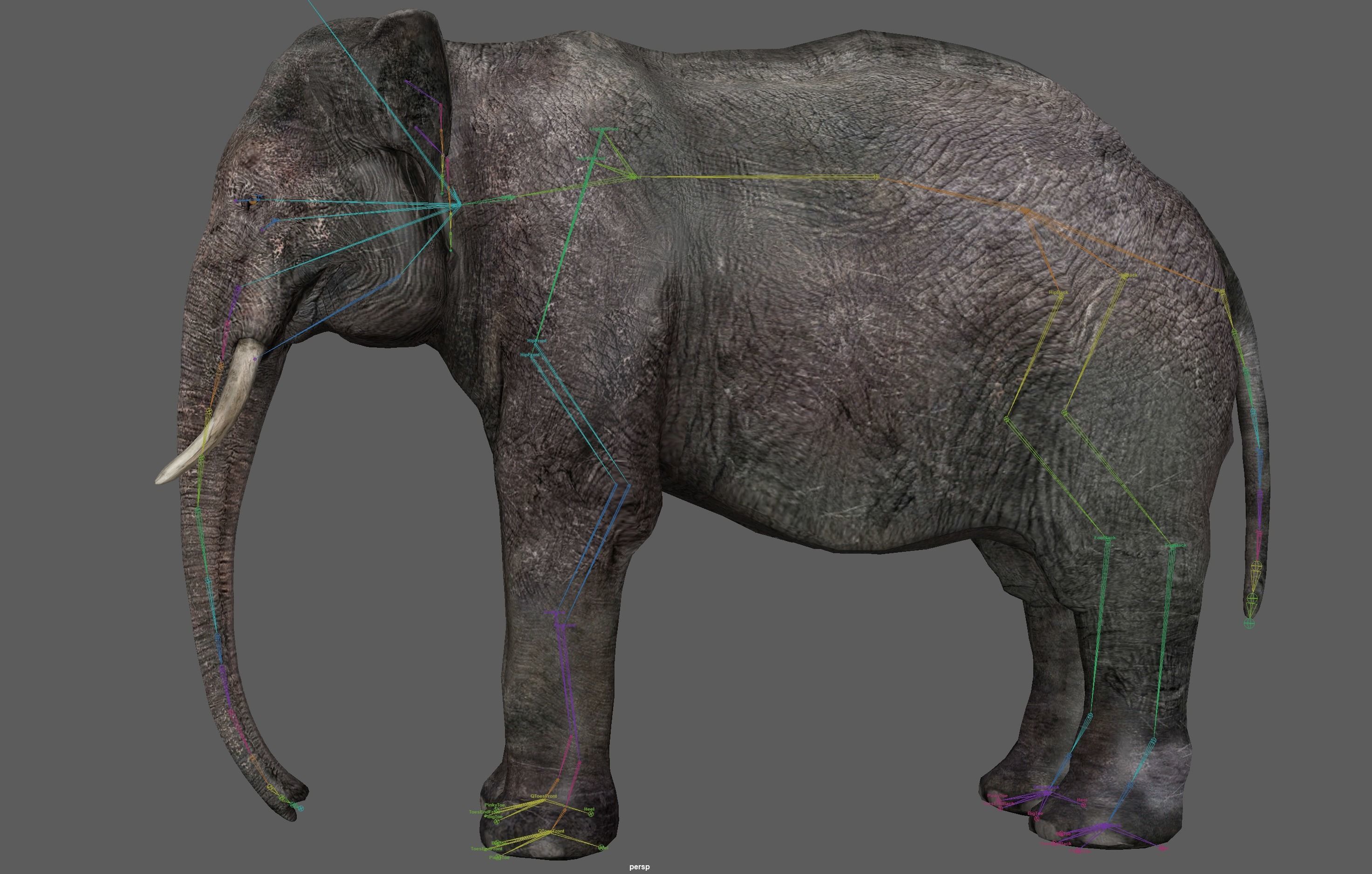 Asian Elephant Rig 3D model_23