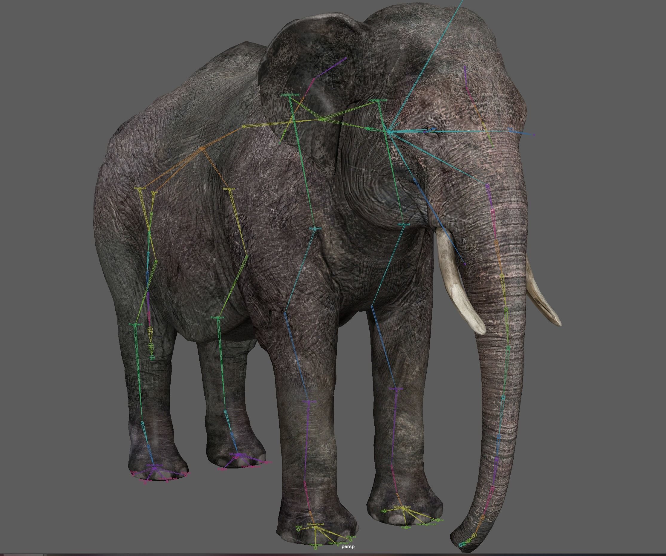 Asian Elephant Rig 3D model_19
