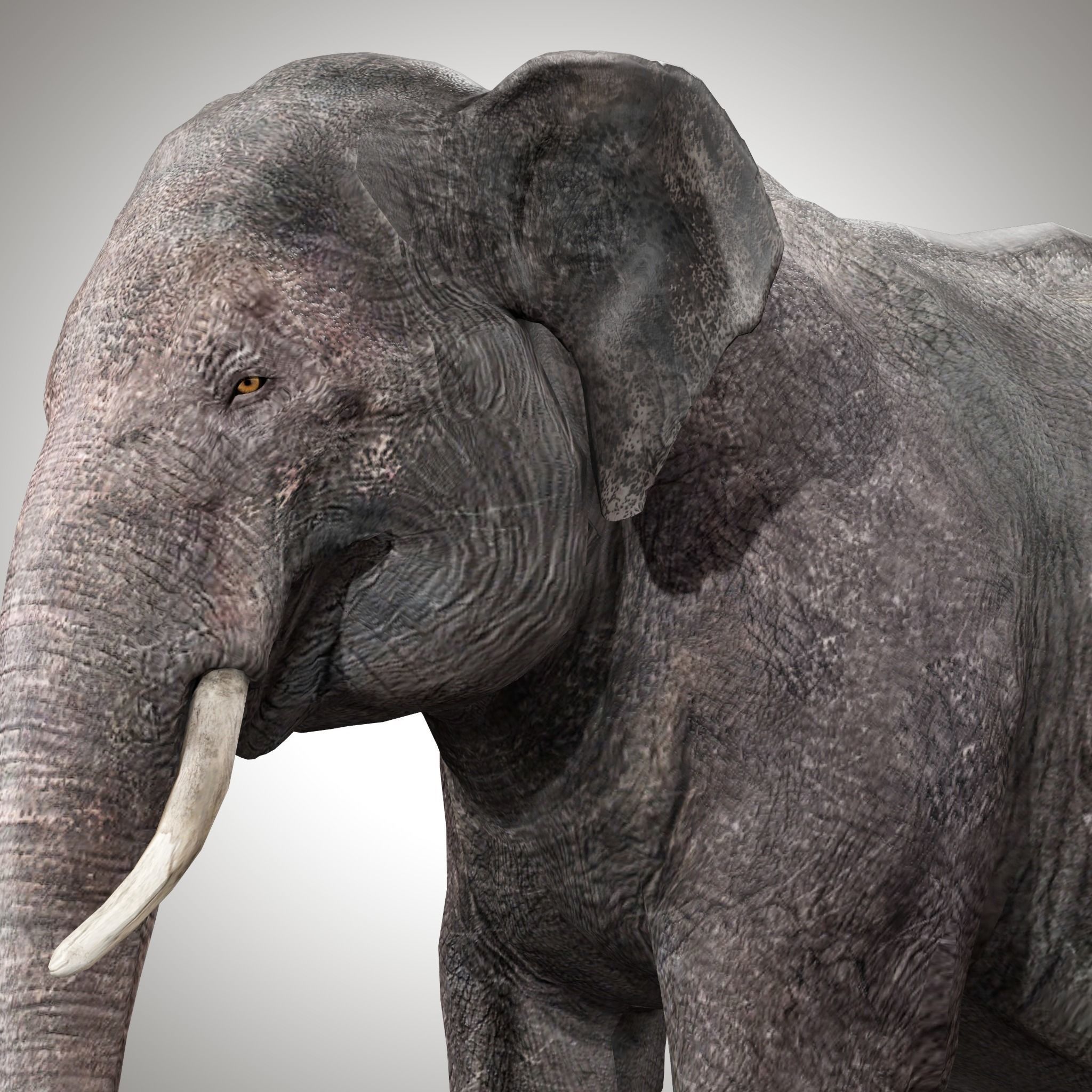 Asian Elephant Rig 3D model_4