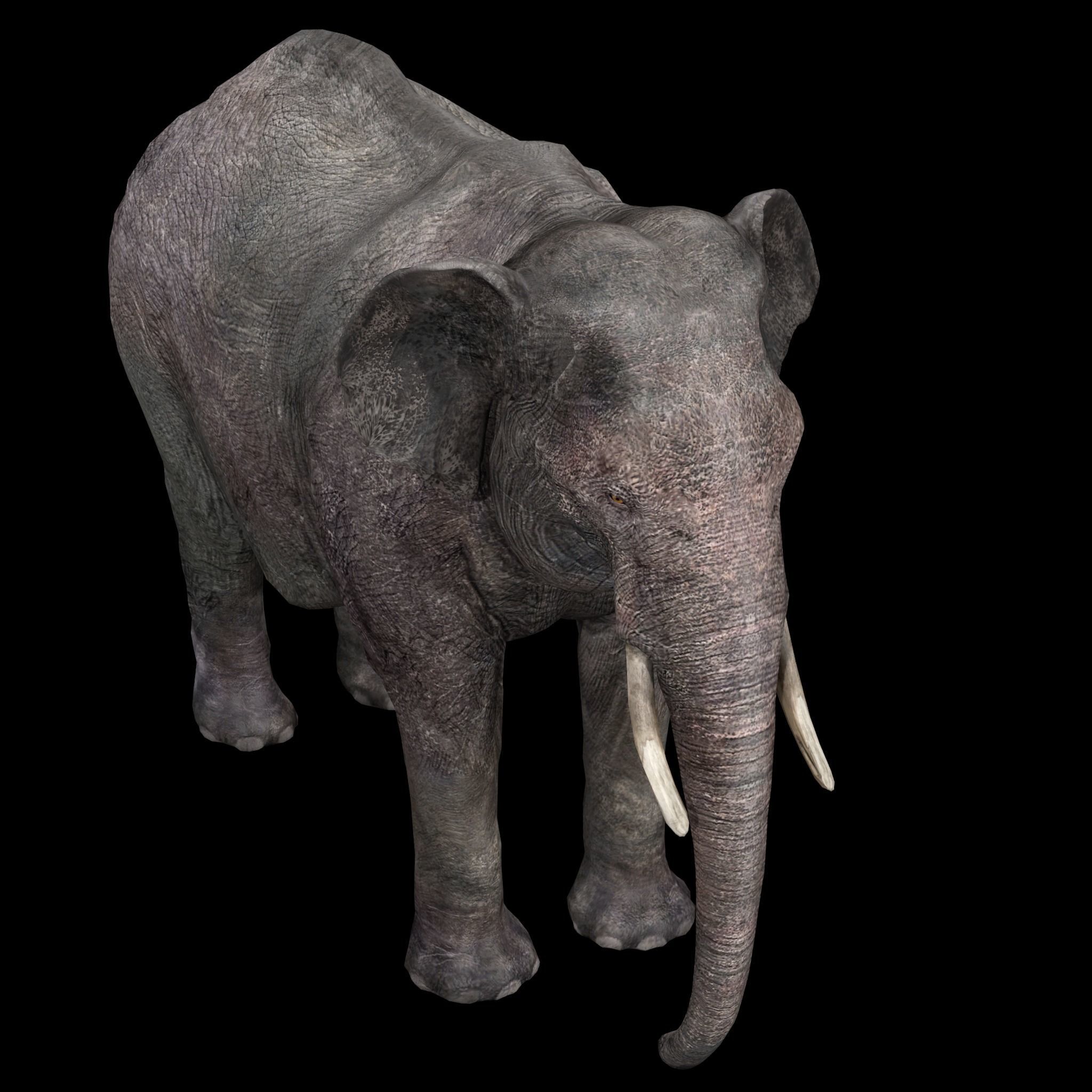 Asian Elephant Rig 3D model_6