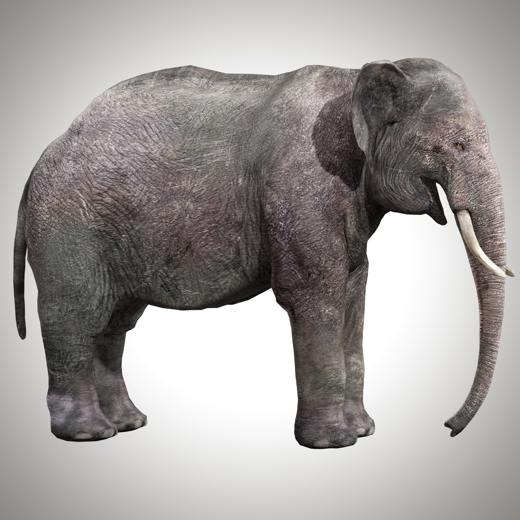 Asian Elephant Rig 3D model_8