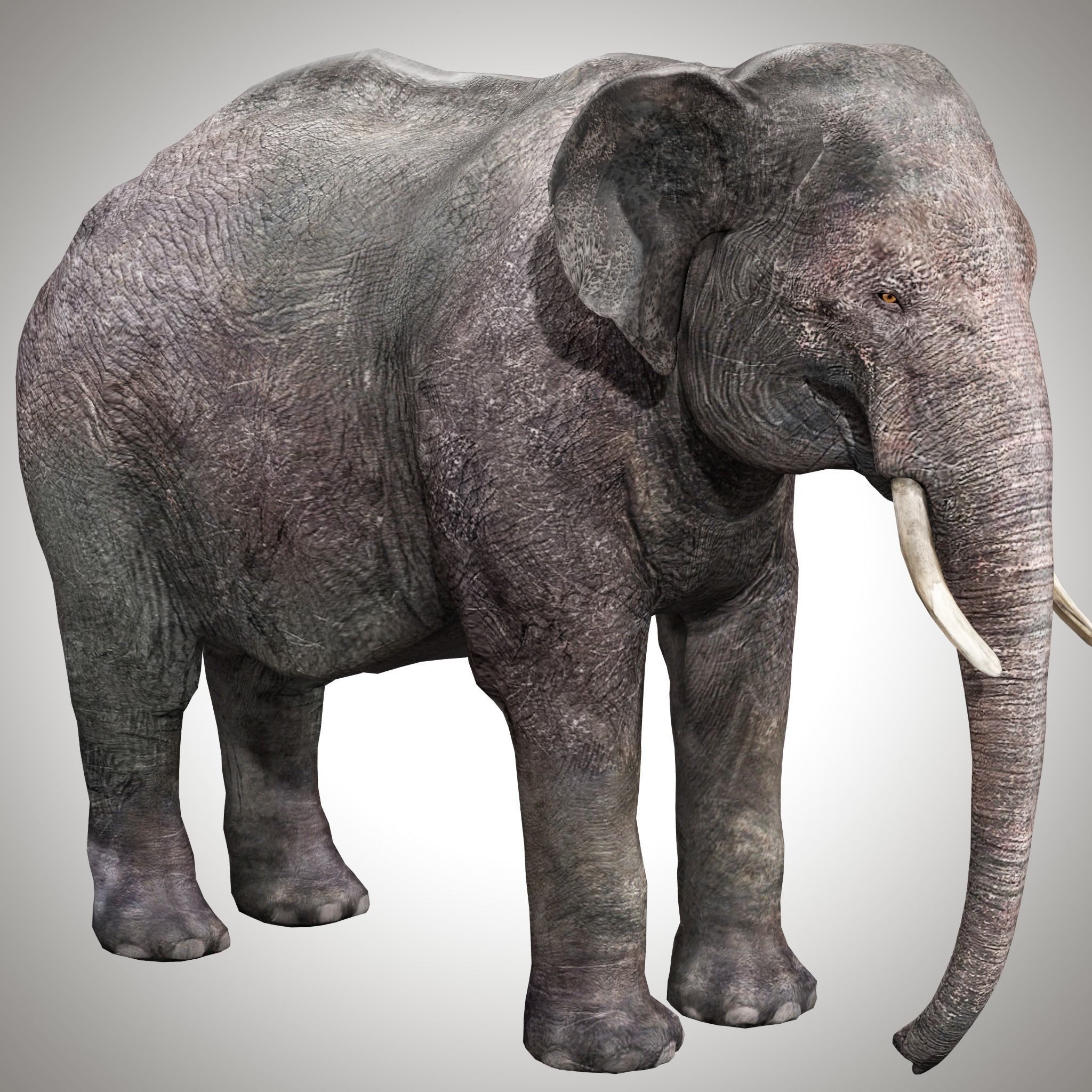 Asian Elephant Rig 3D model_5