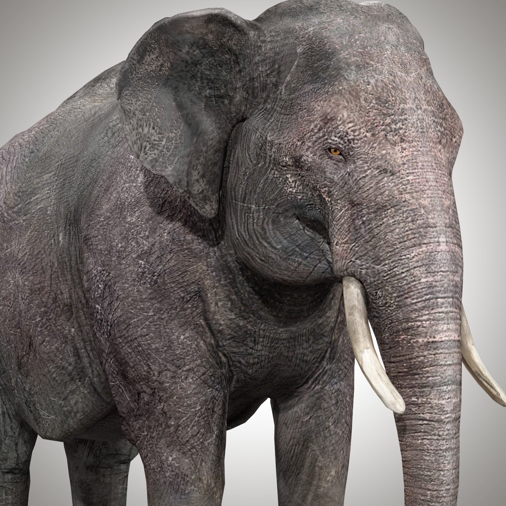 Asian Elephant Rig 3D model_2