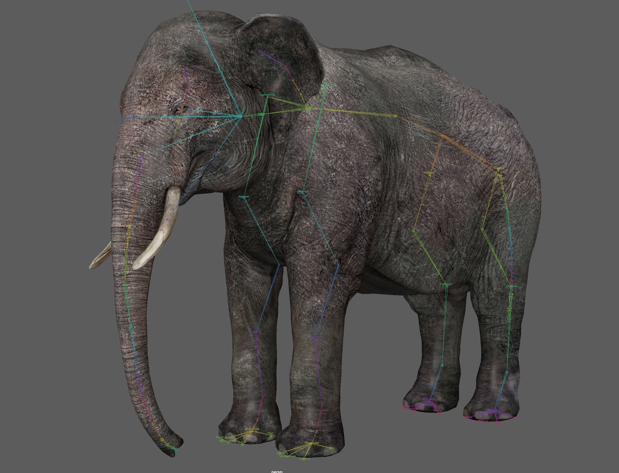 Asian Elephant Rig 3D model_9