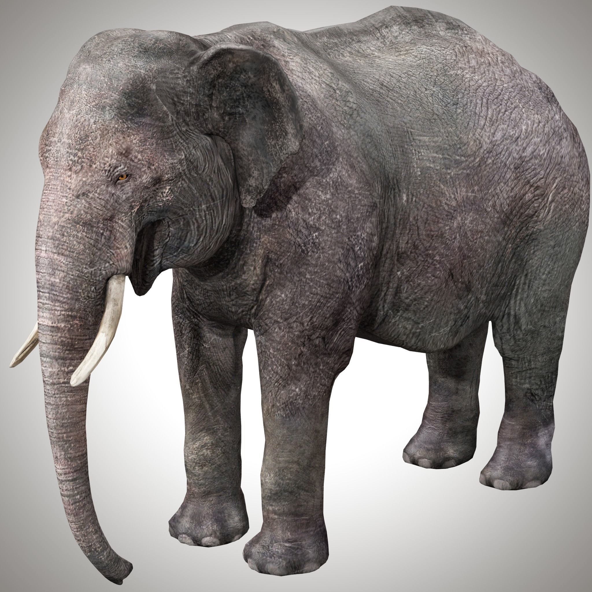 Asian Elephant Rig 3D model_3