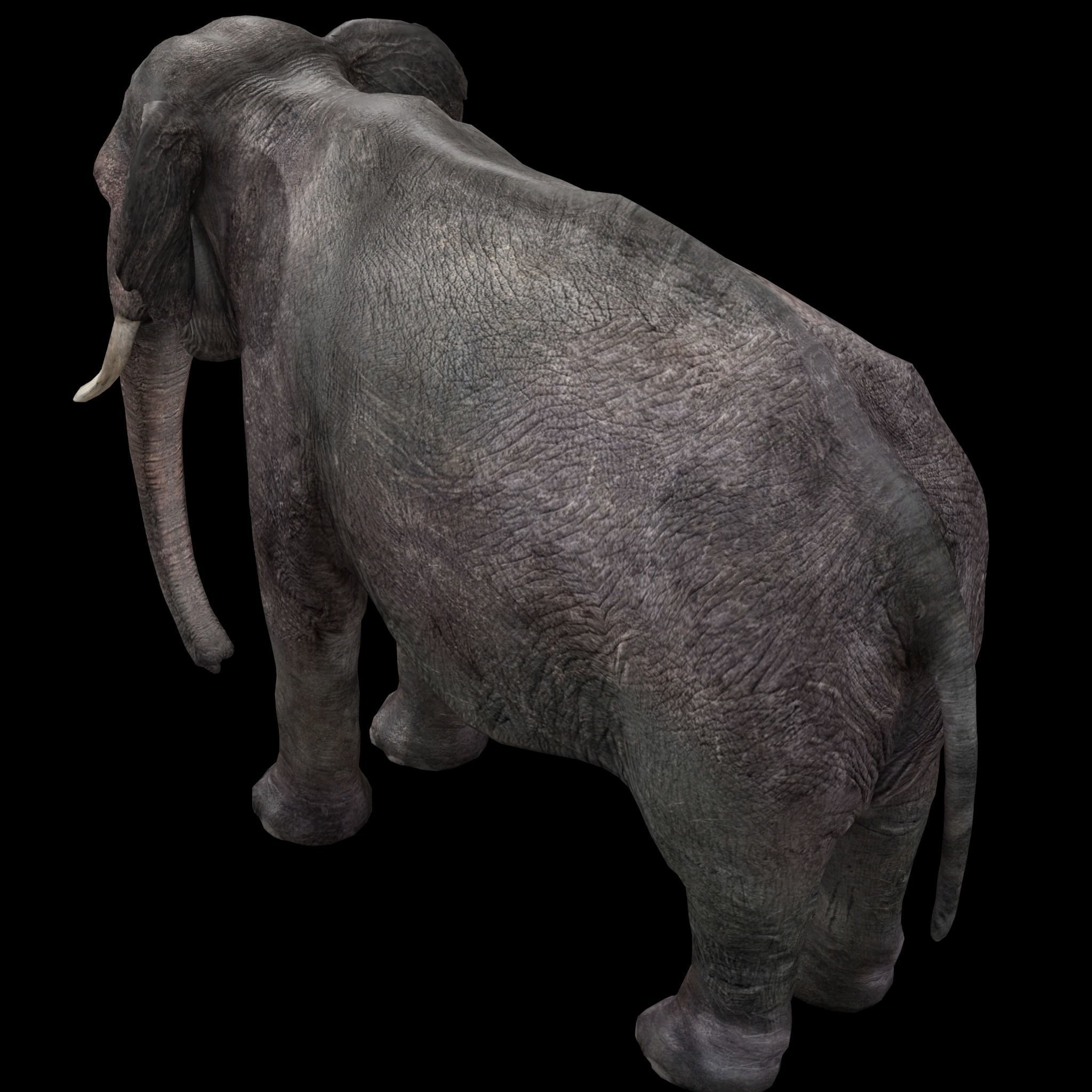 Asian Elephant Rig 3D model_1