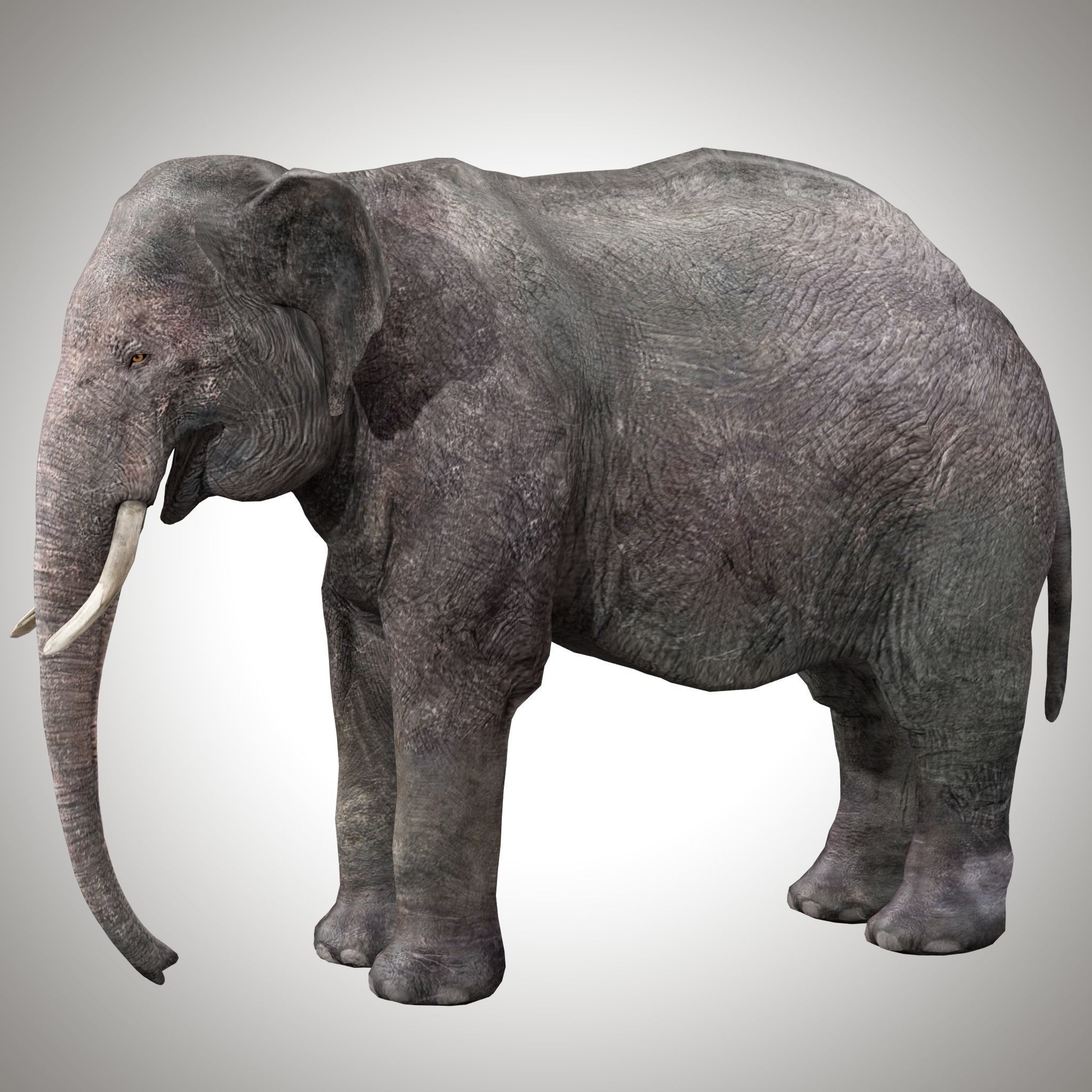 Asian Elephant Rig 3D model_7