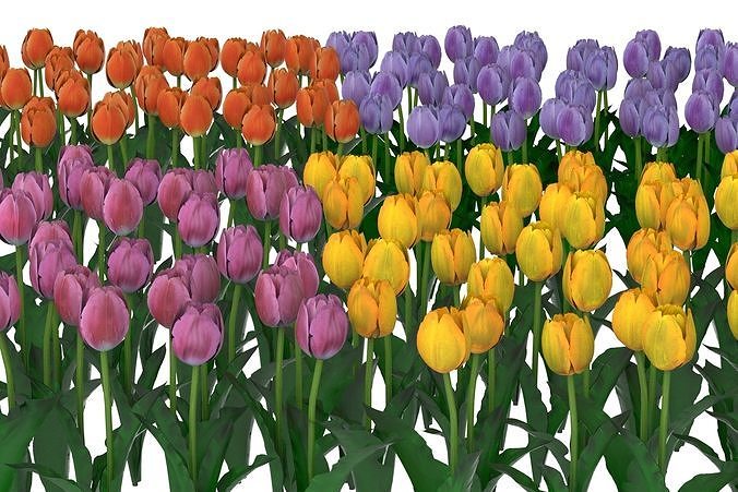 Realistic 4 type color Tulips Low-poly 3D model