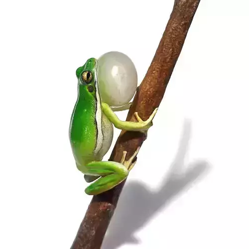 American green tree frog 3D print model
