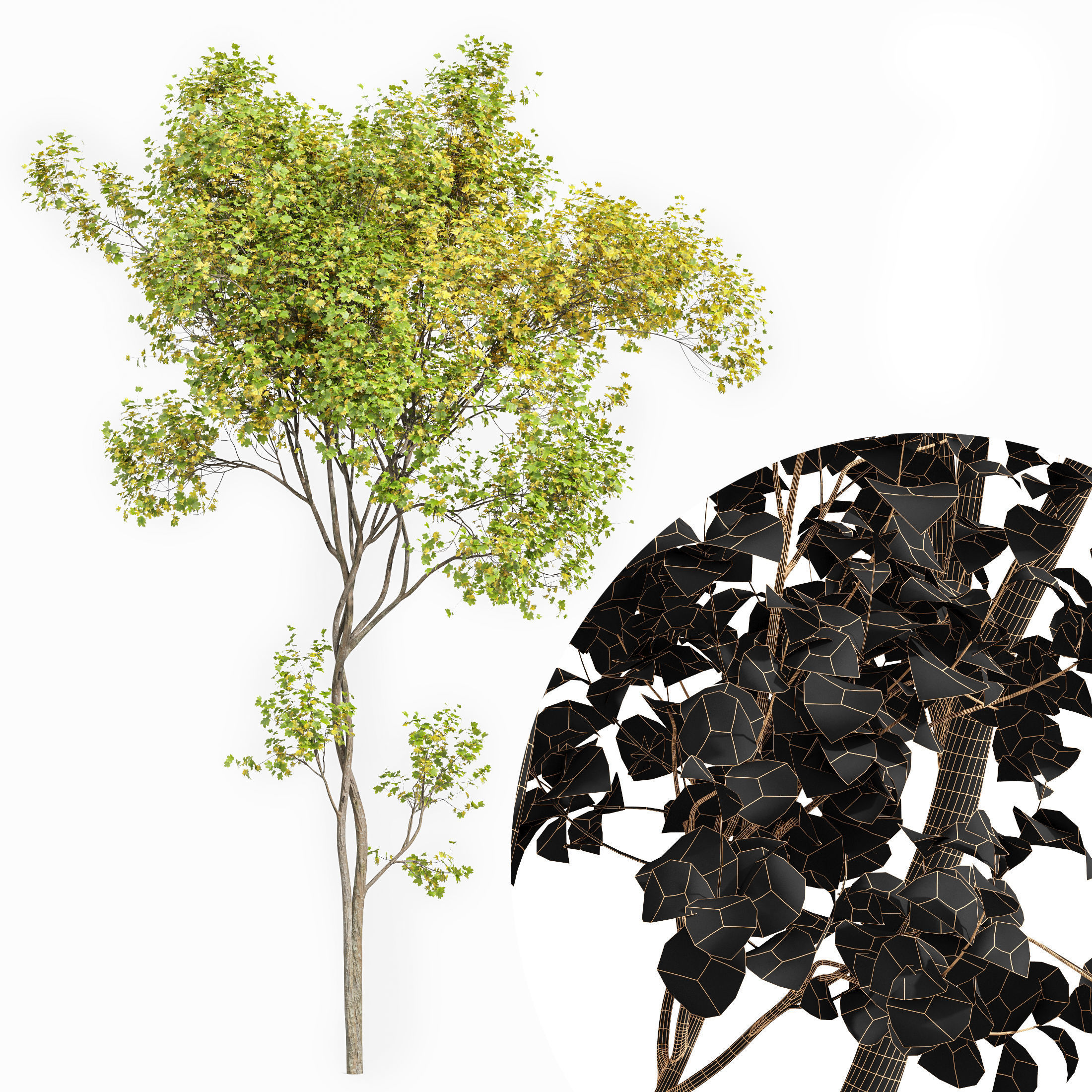 Beautiful Japanese Cherry and Acer Saccharinum Leaf 3 trees 3D model_5