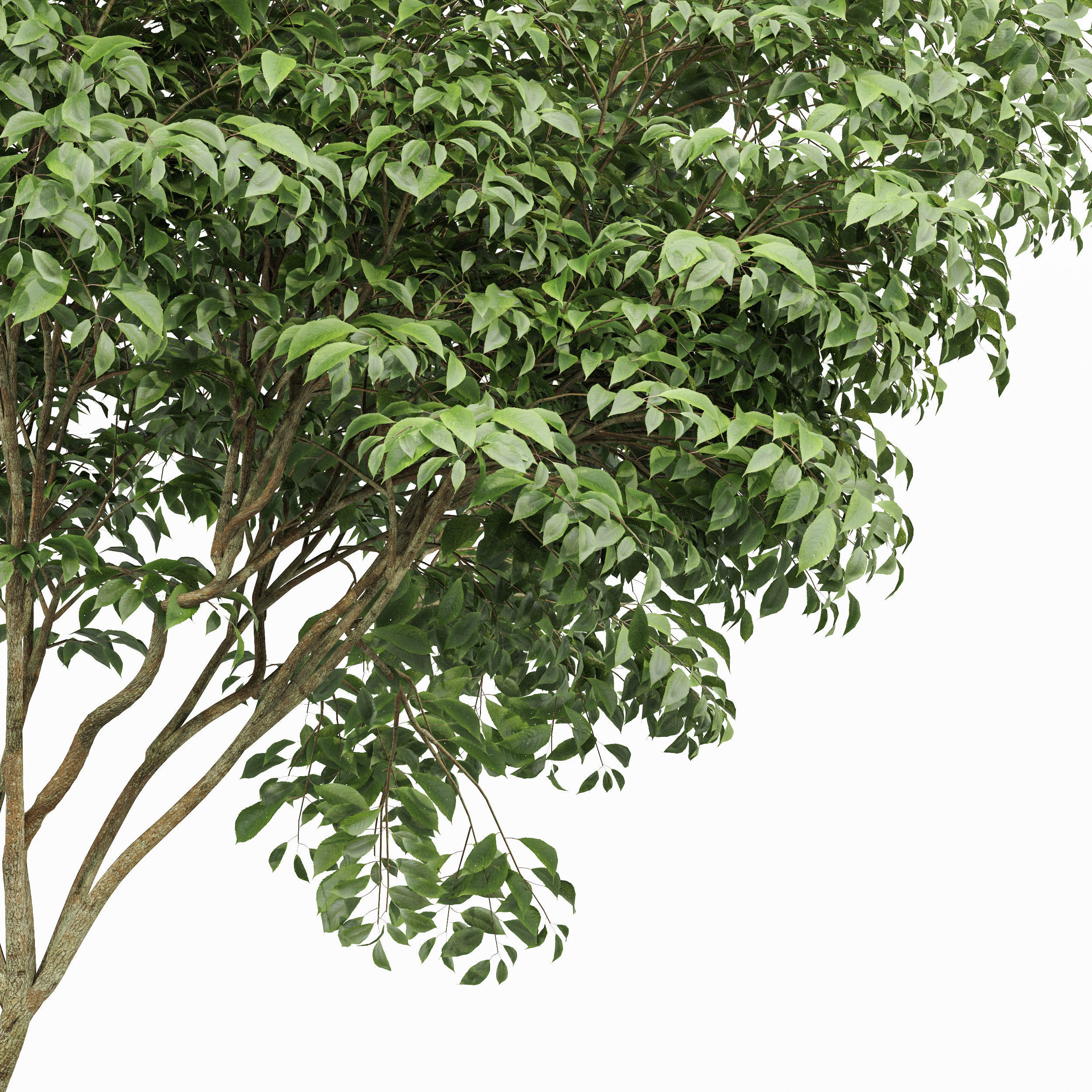 Beautiful Japanese Cherry and Acer Saccharinum Leaf 3 trees 3D model_1