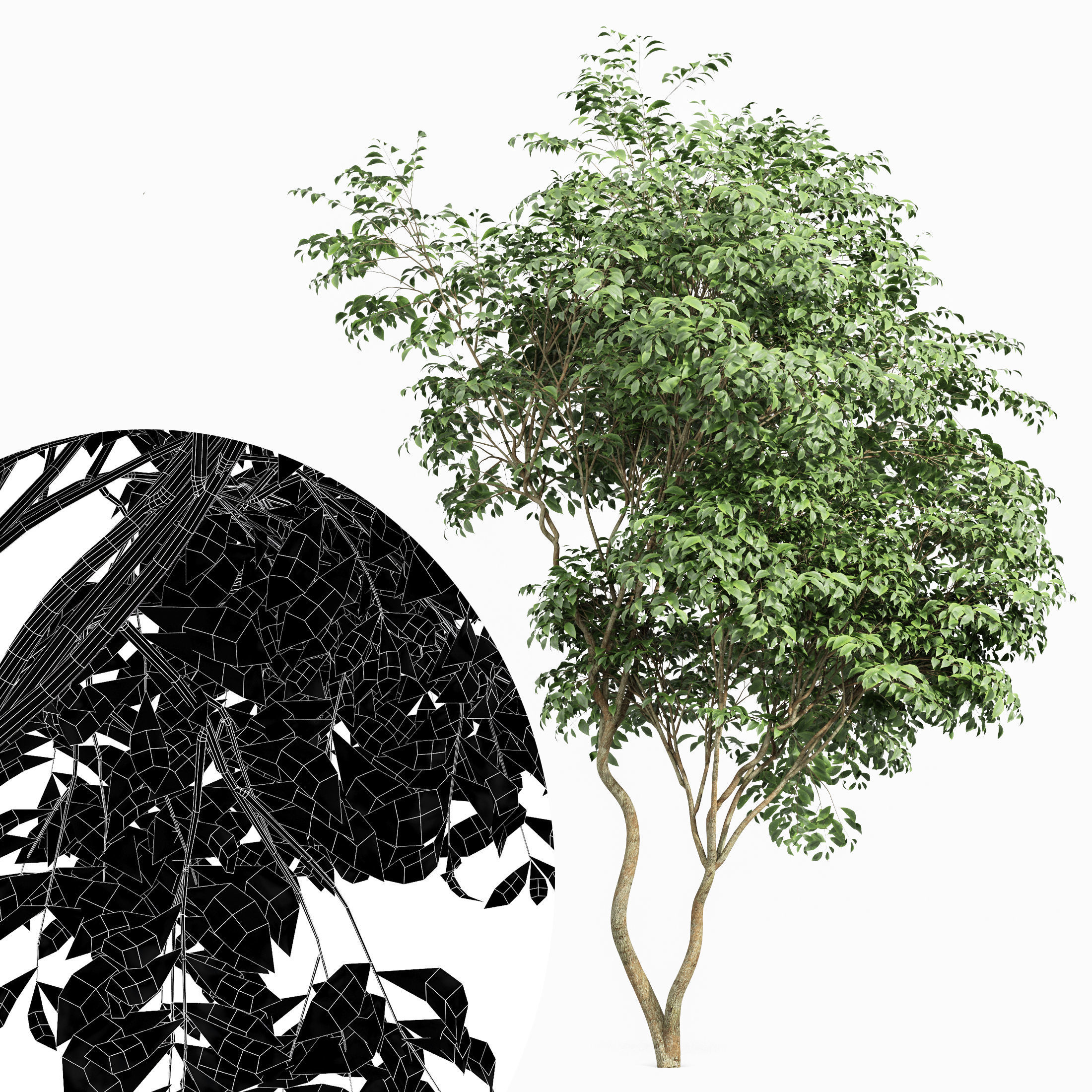 Beautiful Japanese Cherry and Acer Saccharinum Leaf 3 trees 3D model_4