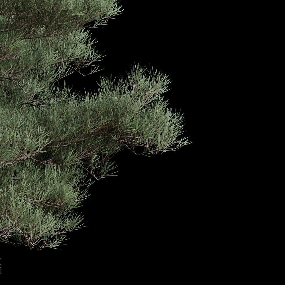 Pinus brutia - Turkish Pine 01 3D model_2