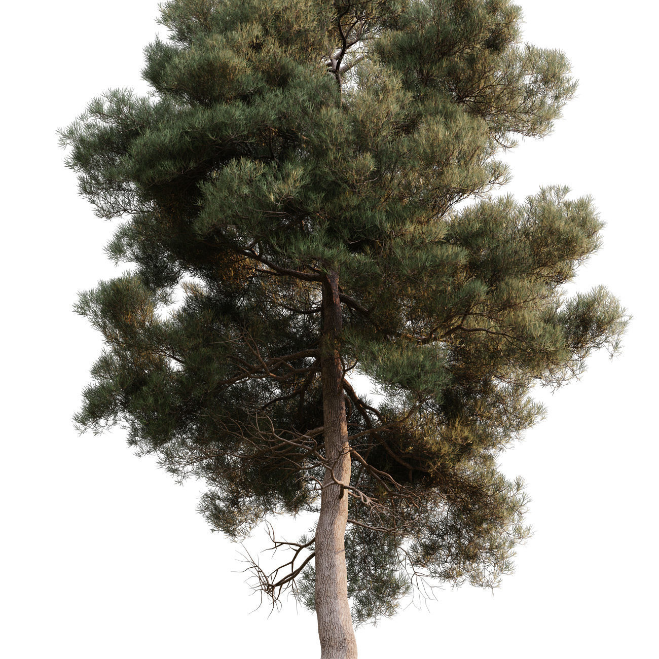 Pinus brutia - Turkish Pine 01 3D model_1