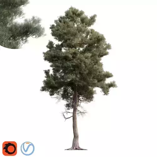 Pinus brutia  - Turkish Pine 01 3D model