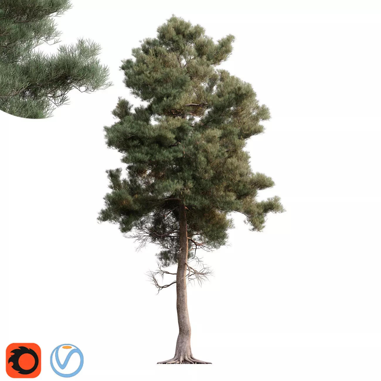 Pinus brutia - Turkish Pine 01 3D model_0