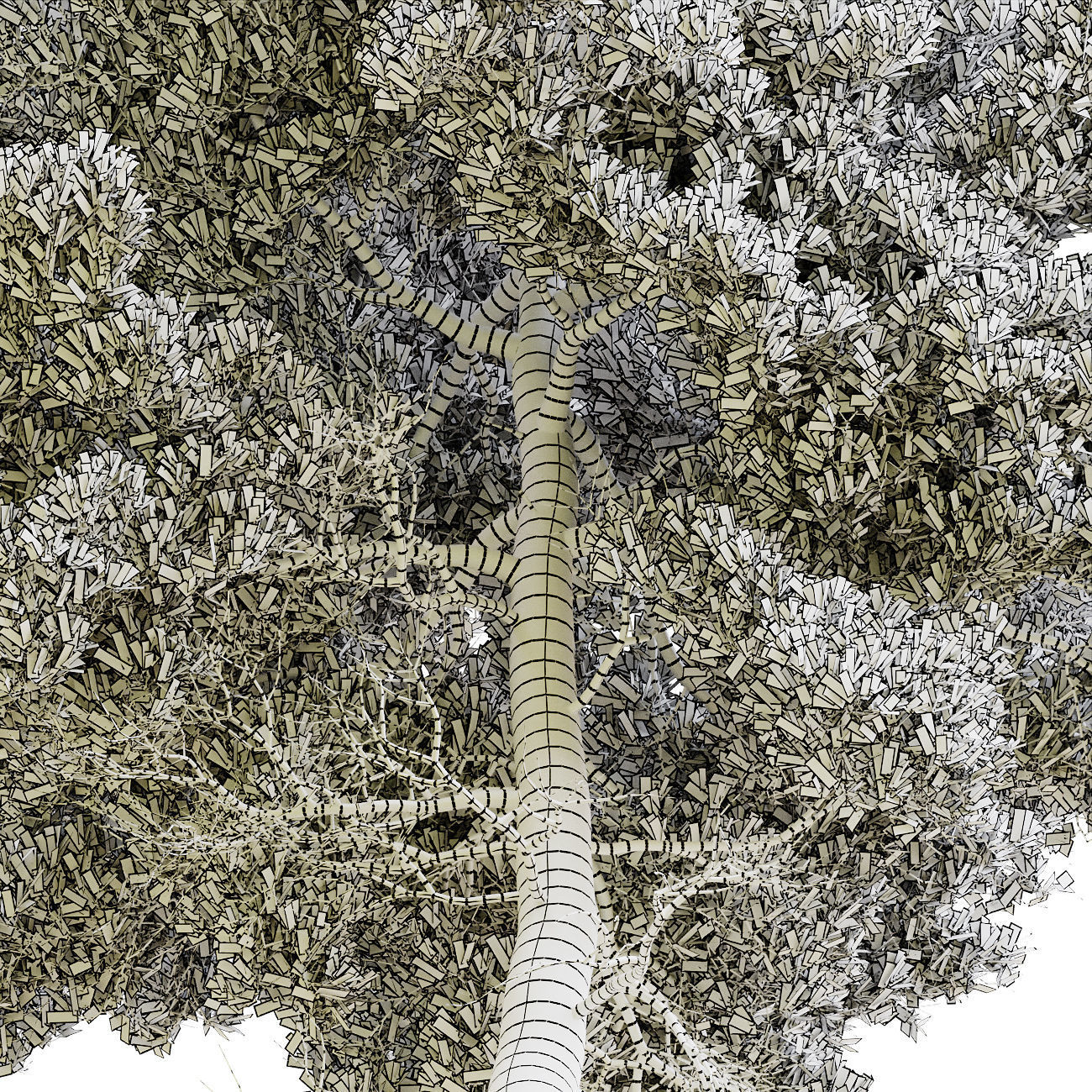 Pinus brutia - Turkish Pine 01 3D model_3