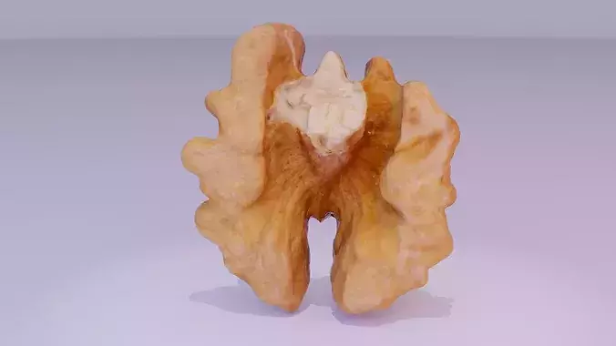 Walnut half kernel high-poly 3D model 2