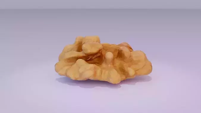 Walnut half kernel high-poly 3D model 4