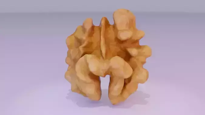 Walnut half kernel high-poly