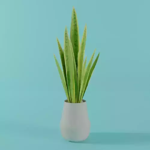 Interior Plant - Sansevieira