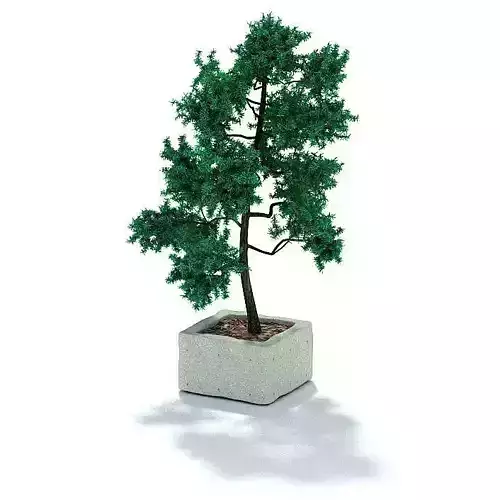 Bonsai   Asian Plant