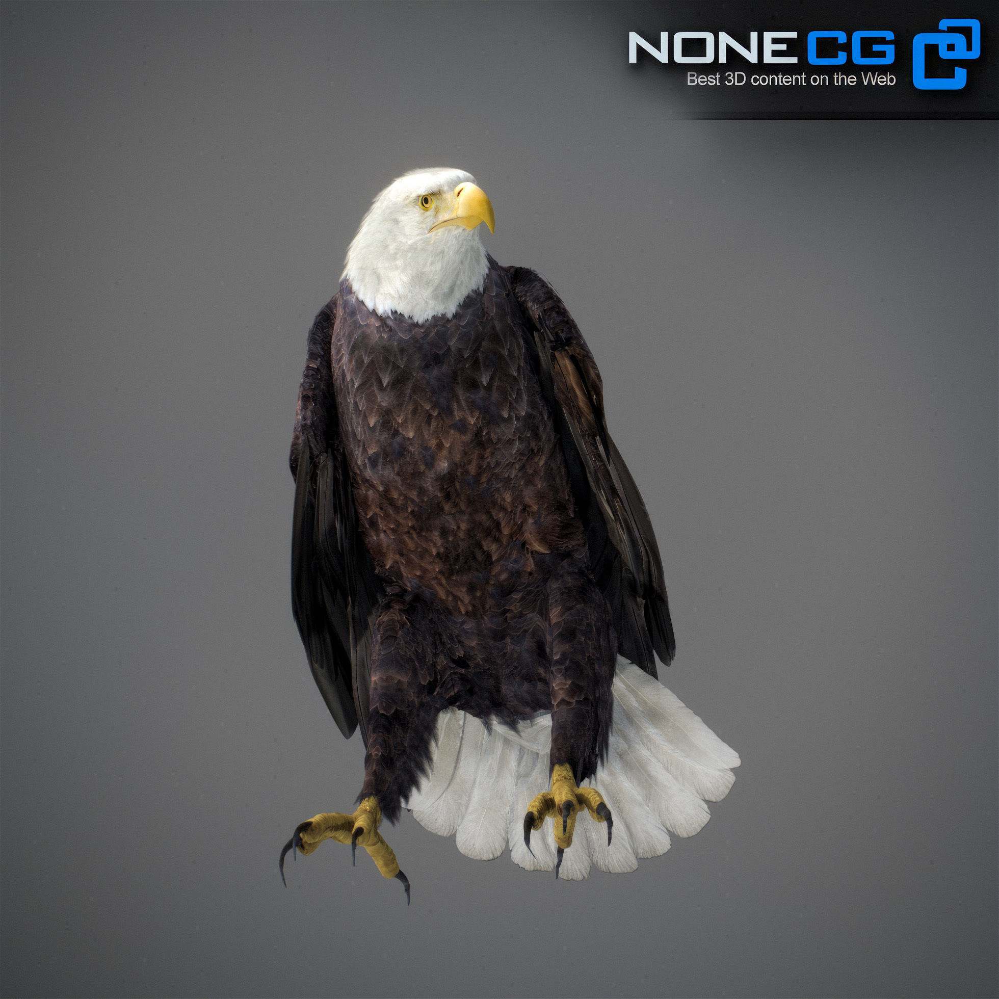 Animated Bald Eagle 3D model_14