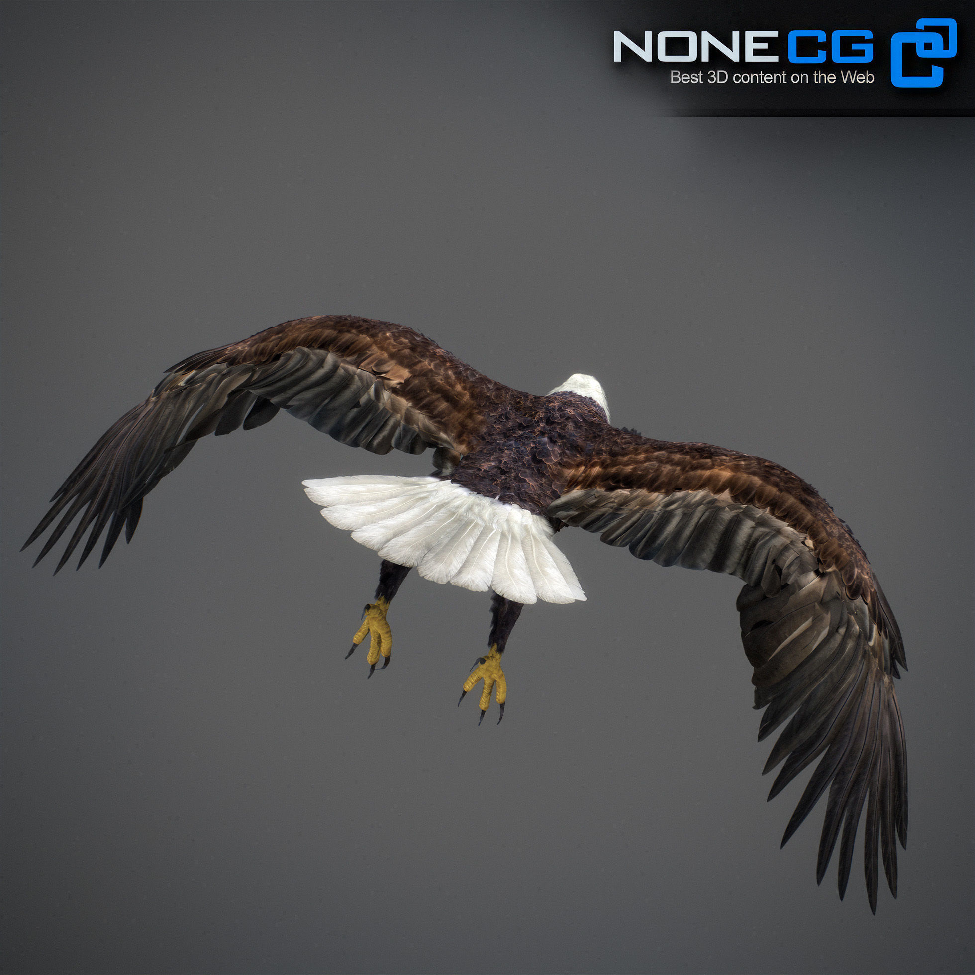Animated Bald Eagle 3D model_18