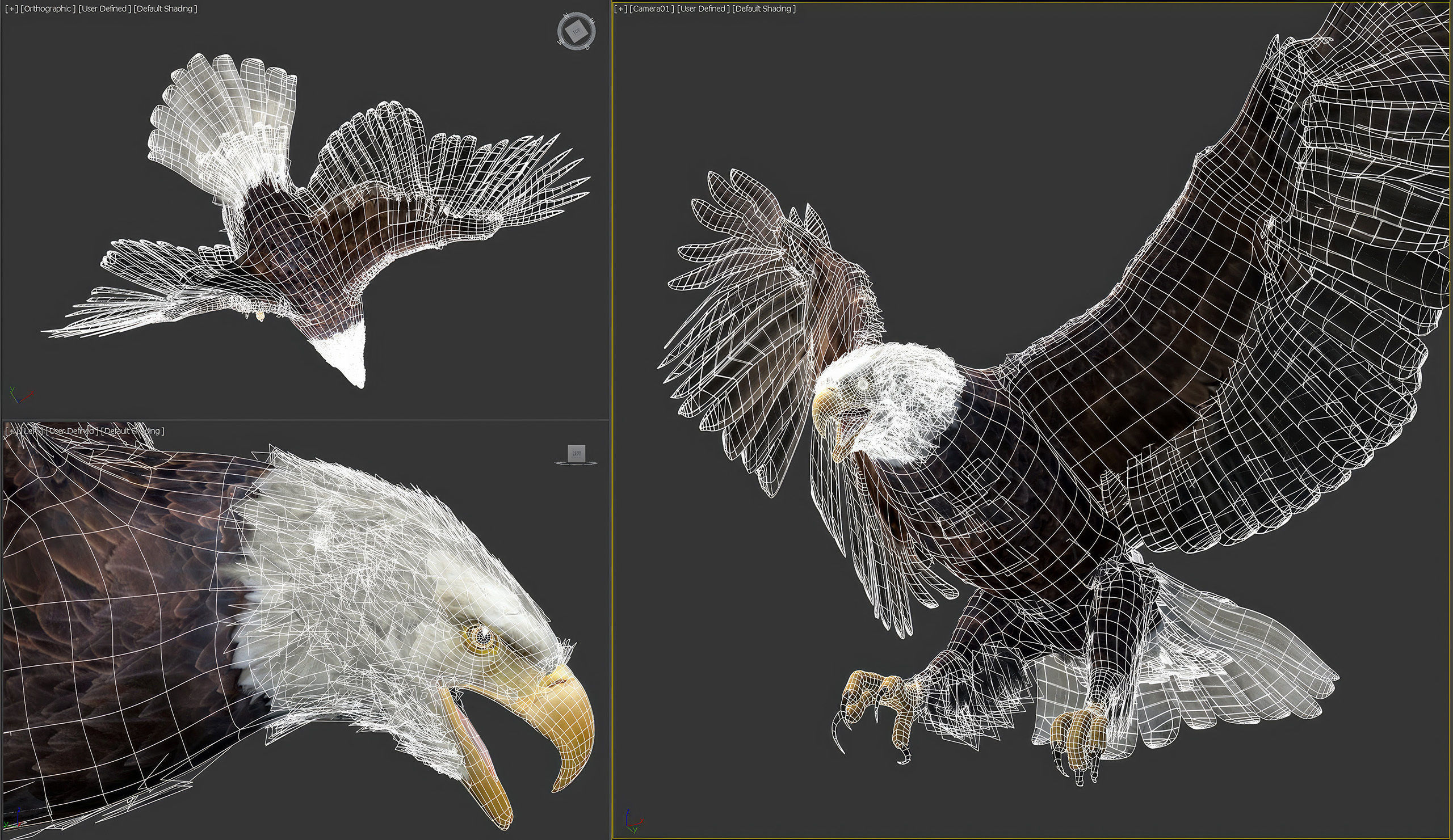 Animated Bald Eagle 3D model_6