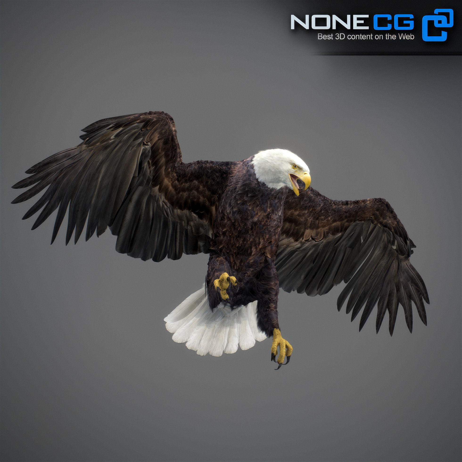 Animated Bald Eagle 3D model_10