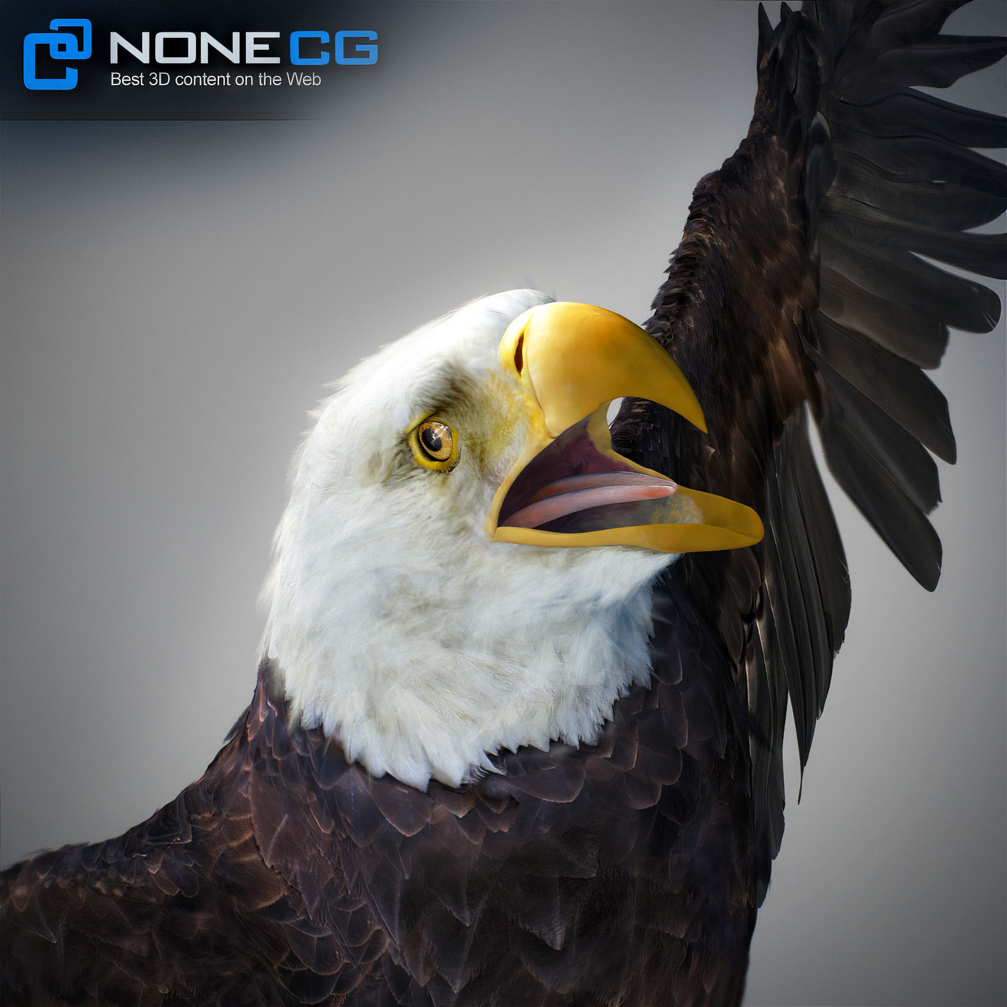 Animated Bald Eagle 3D model_2