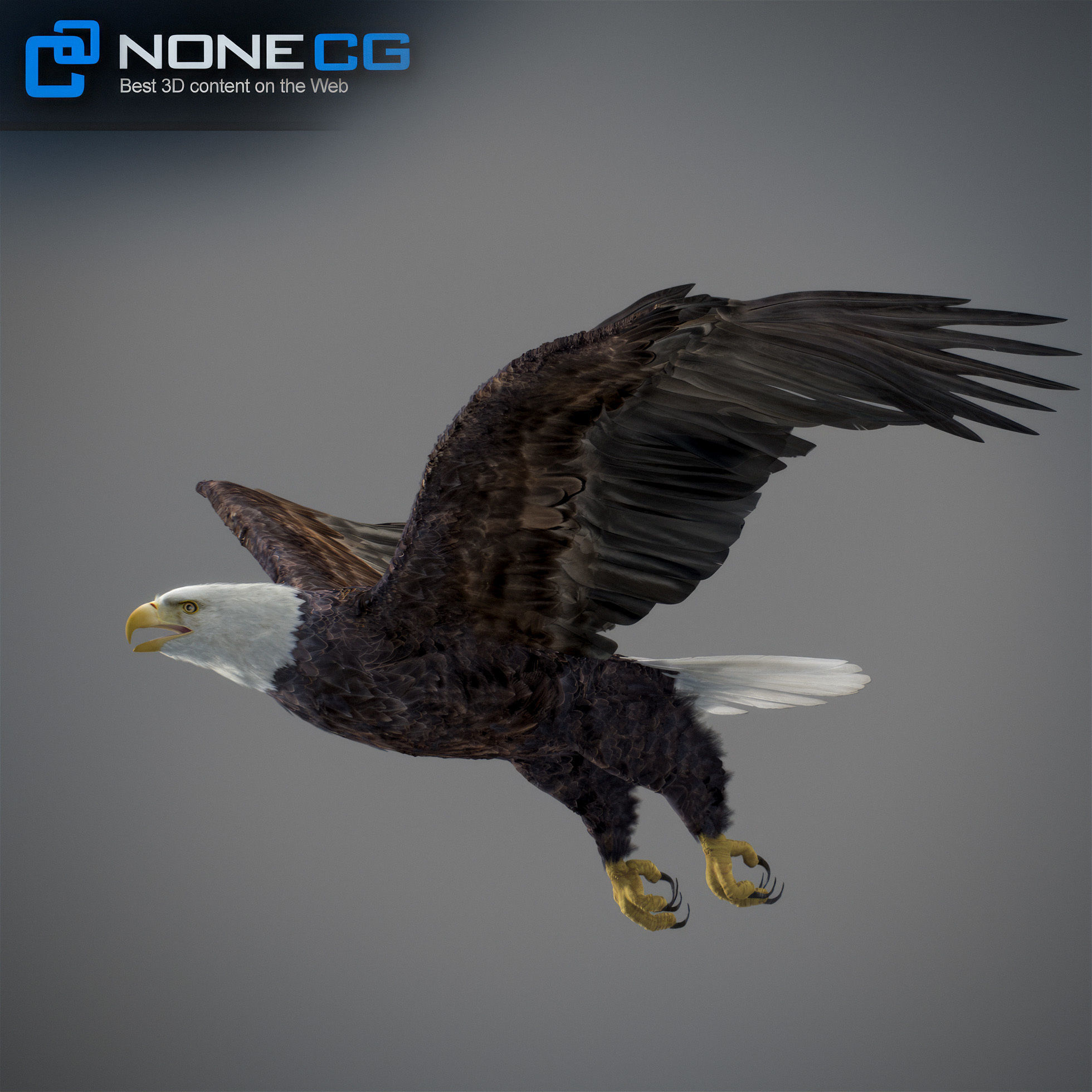 Animated Bald Eagle 3D model_22