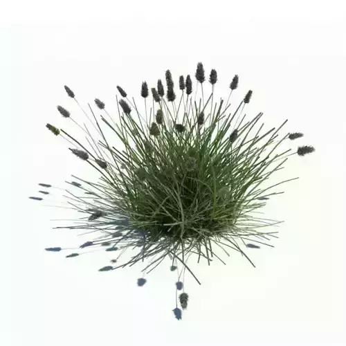 Bushy Grass Plant Casting Shadows 3D model