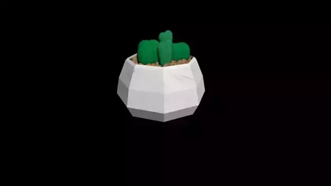  succulent plants -Conophytum bilobum