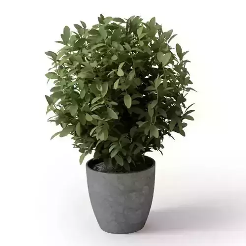 Green Potted Plant