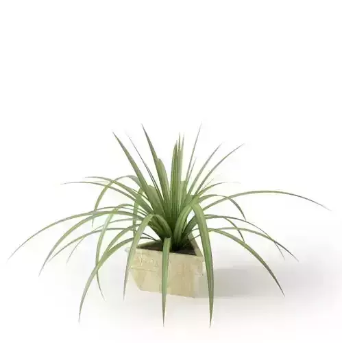 Green Foliage Houseplant  In Lovely White Plantar