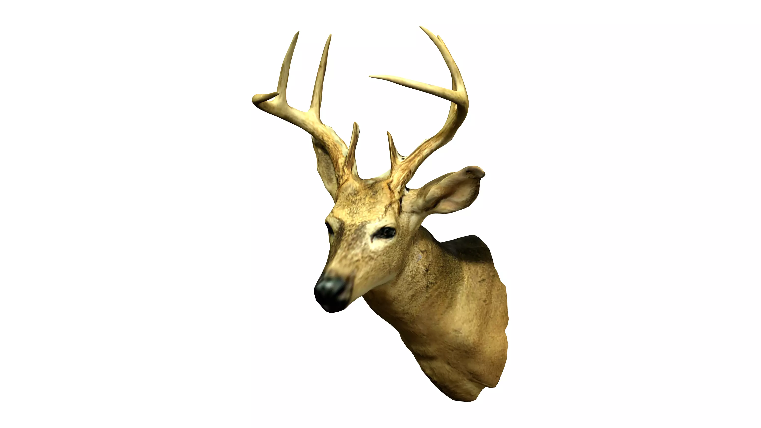 Wall Hanging Buck Deer Bust Low-poly 3D model_0