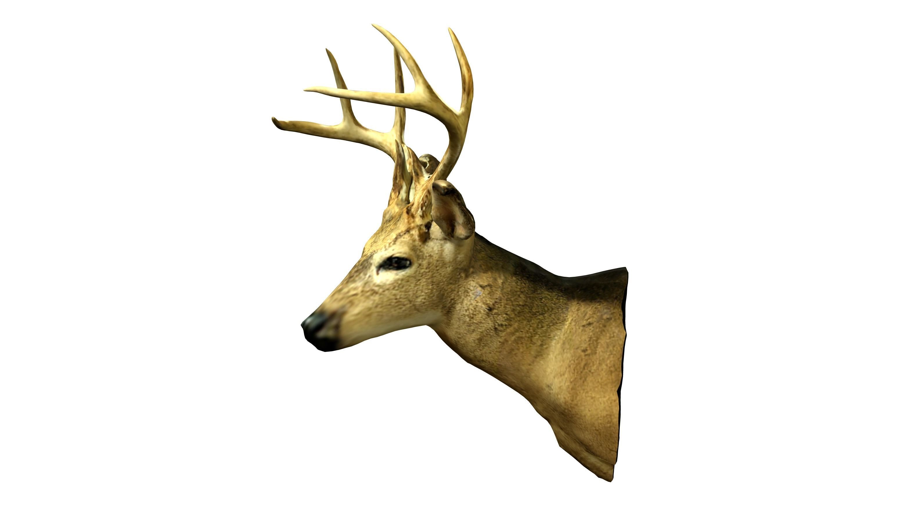 Wall Hanging Buck Deer Bust Low-poly 3D model_3