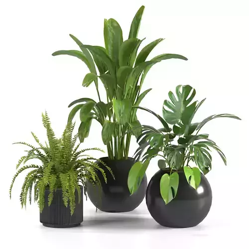 Indoor Plants Collection-set 01