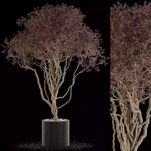 Plants collection 646 3D model