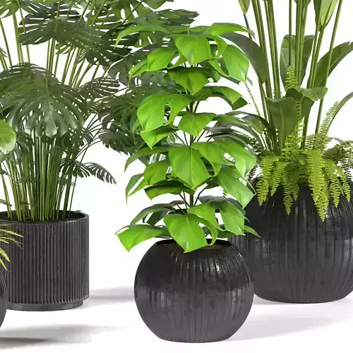 Indoor Plants Collection-set 02