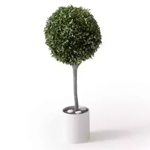 Small Potted Round Green Leaf Tree