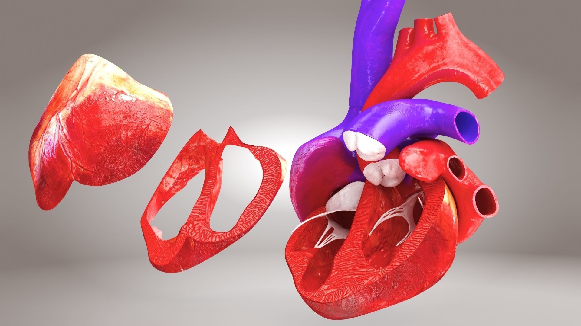 Animated Human Heart Anatomy 8K with cross-section Low-poly 3D model_17