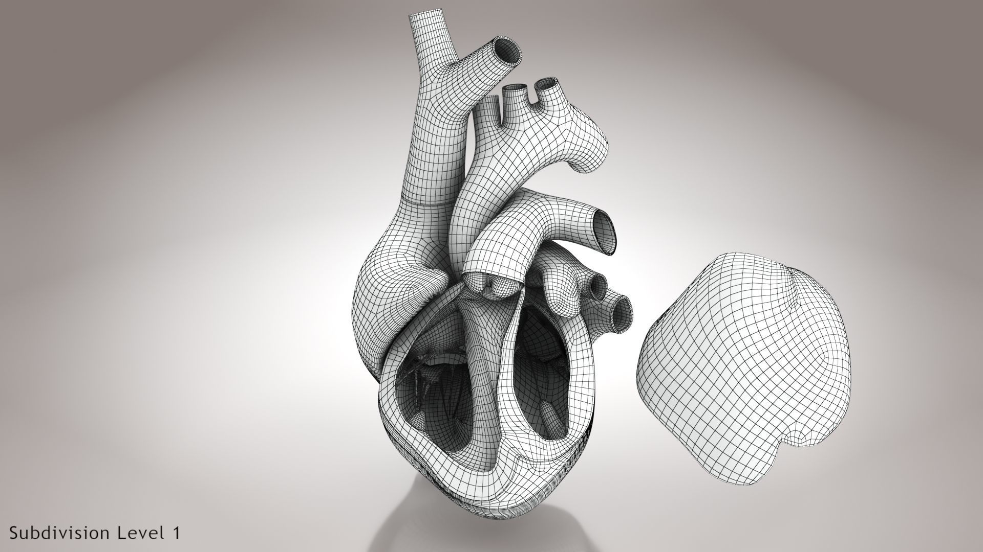 Animated Human Heart Anatomy 8K with cross-section Low-poly 3D model_36