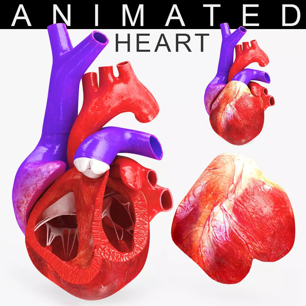 Animated Human Heart Anatomy 8K with cross-section Low-poly 3D model_0