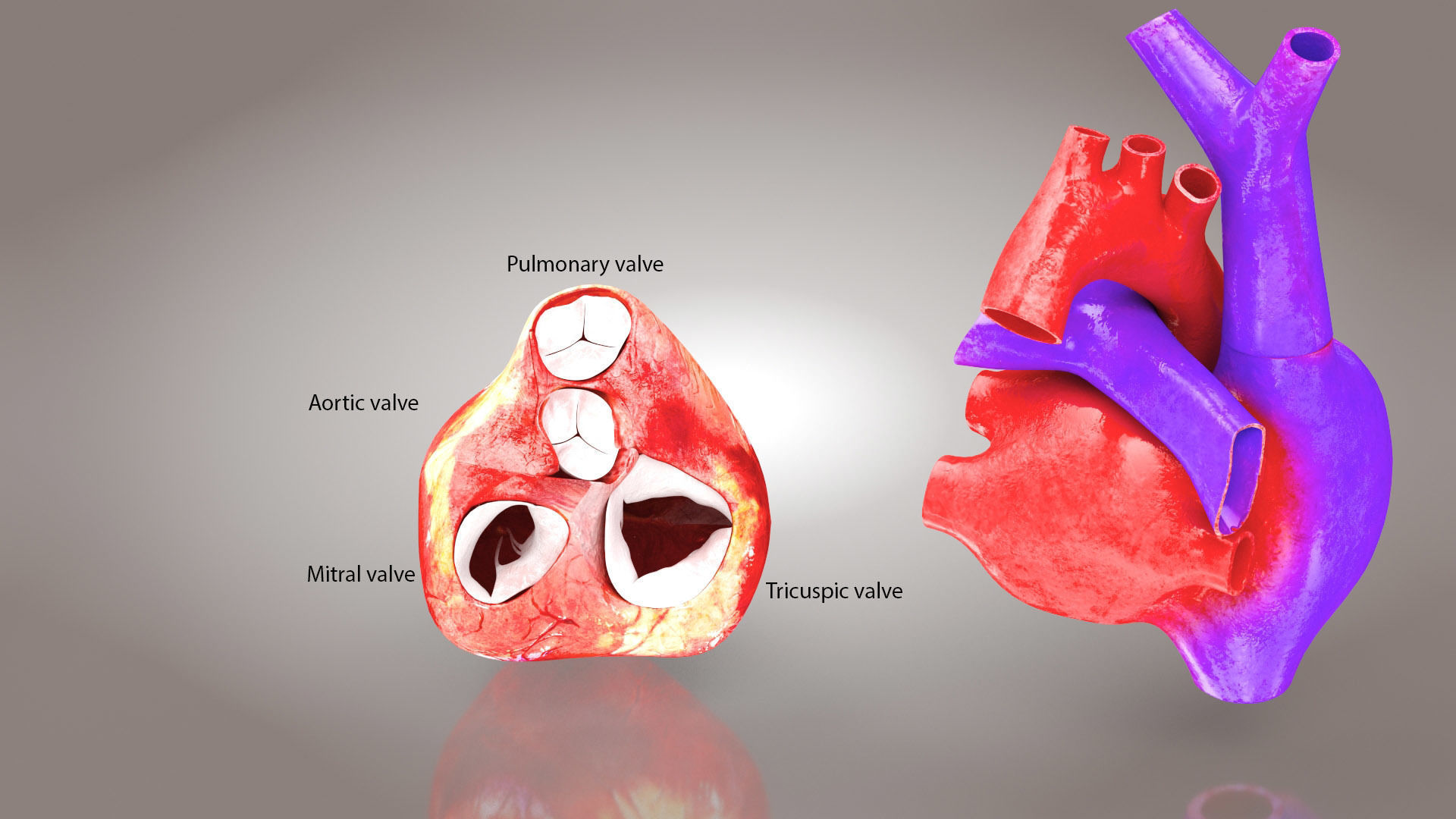 Animated Human Heart Anatomy 8K with cross-section Low-poly 3D model_11
