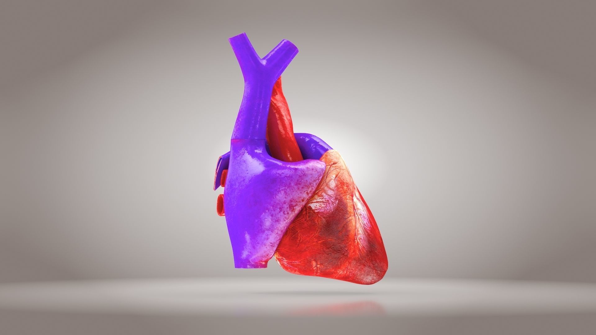 Animated Human Heart Anatomy 8K with cross-section Low-poly 3D model_21