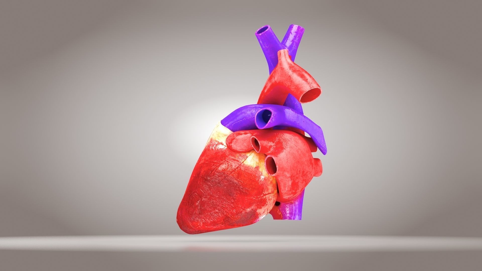 Animated Human Heart Anatomy 8K with cross-section Low-poly 3D model_22