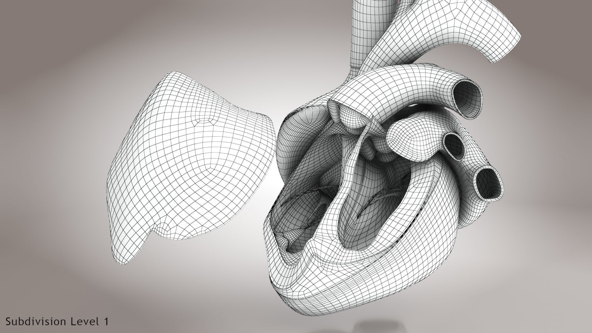 Animated Human Heart Anatomy 8K with cross-section Low-poly 3D model_30