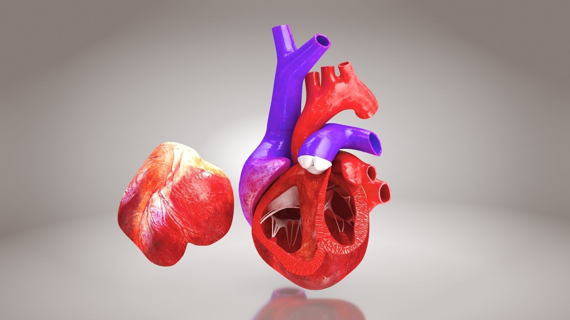 Animated Human Heart Anatomy 8K with cross-section Low-poly 3D model_6